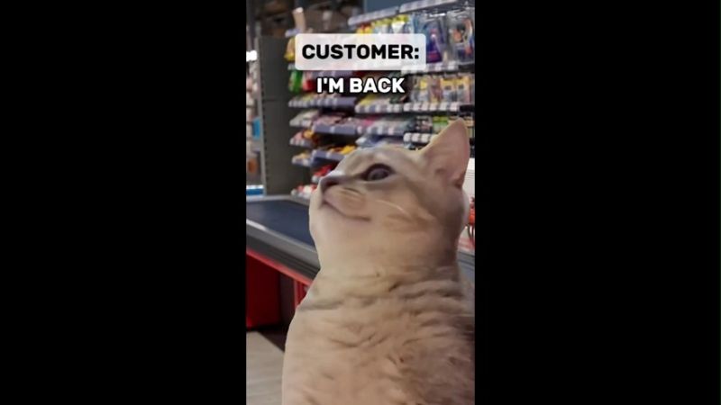 Viral Hilarious Checkout Cat Memes