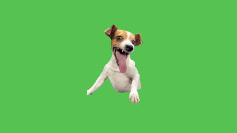 Funny Dog Memes
