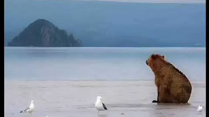  Sad Animals Meme Template Download