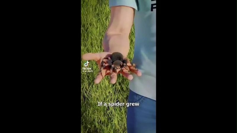 Scary Spider Concepti Hilarious Funny Memes