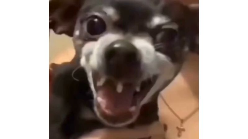 Viral Dog Laughing Instagram Meme Video Download