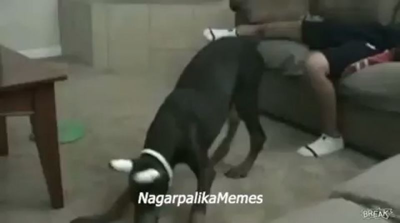 DOGO VS BOY MEME