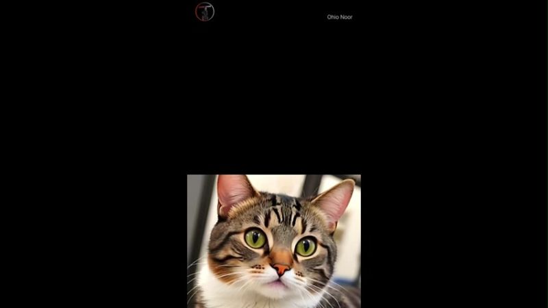 Hilarious Cat Man’s Gift Leaves Her Speechless Funny Memes Video