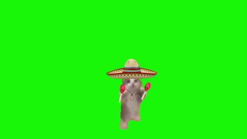 Spanish Happy Happy Cat Green Screen Memes Download
