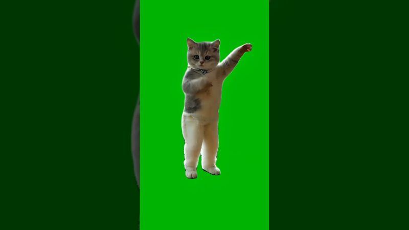 Hype Cat Dancing on Beat Green Screen Meme Template Download