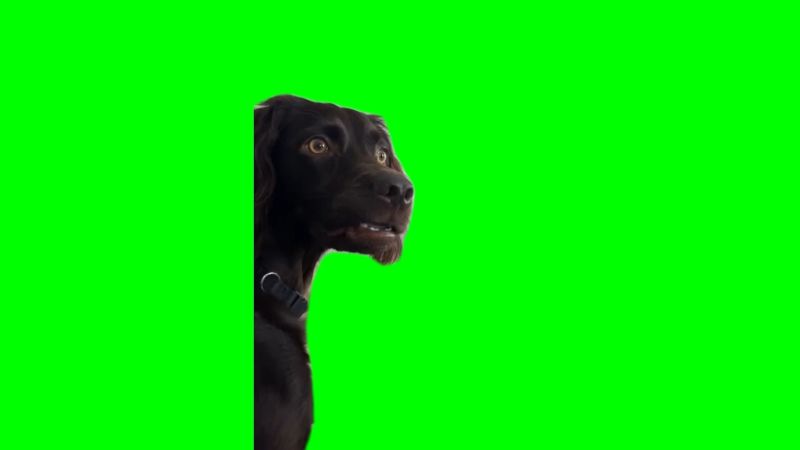 Confused Black Dog Meme Download