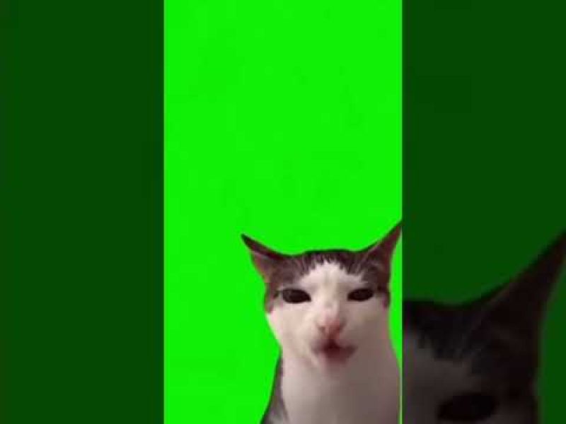 Cat Eating Meme Template Meme Download