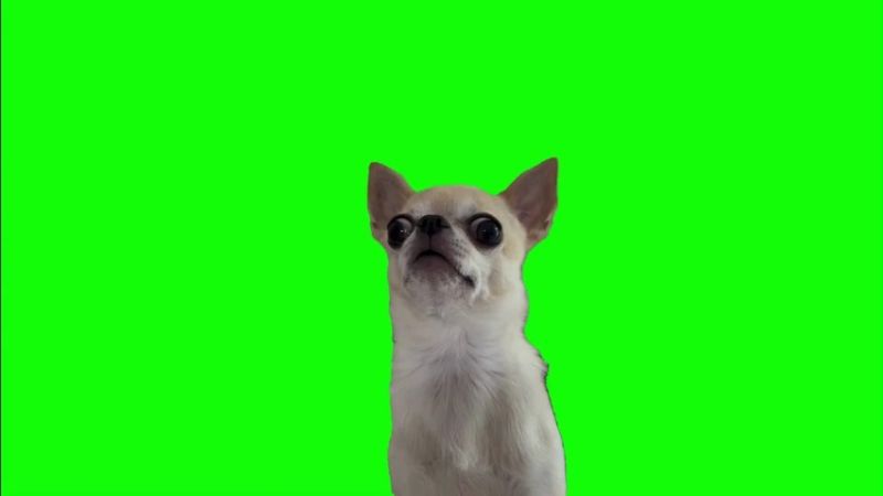Dog Shocked Green Screen Memes Download