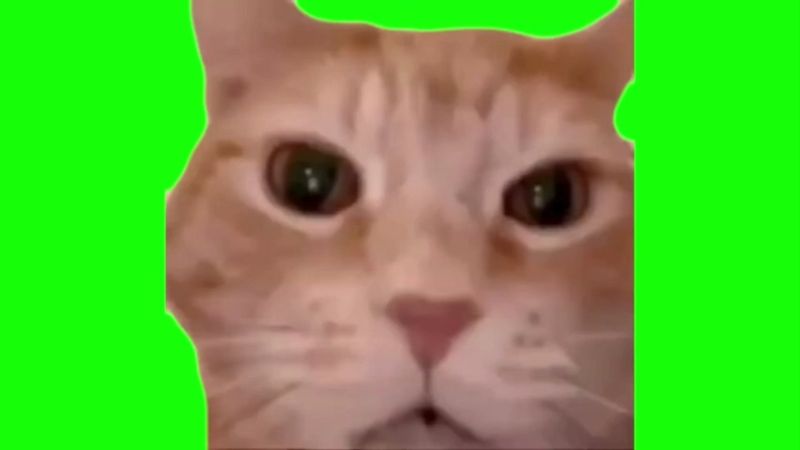 Laughing Cat Green Screen Memes Download