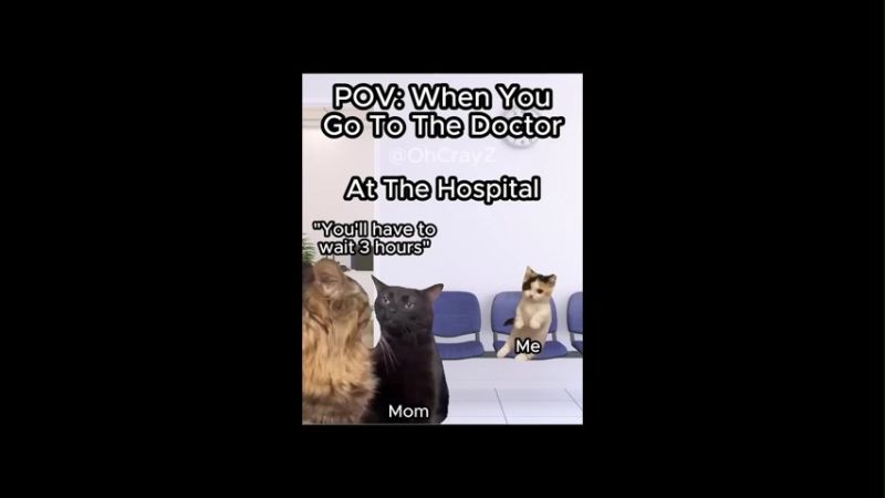 Cat Funny Memes