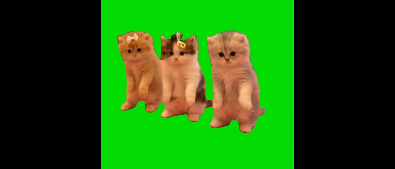 Boo Dance Trend Kittens Green Screen Meme Video Download