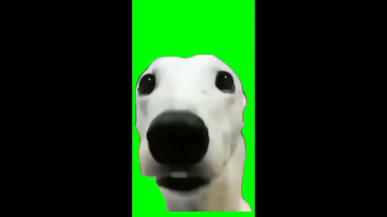 Dog Shivering Green Screen Meme Download