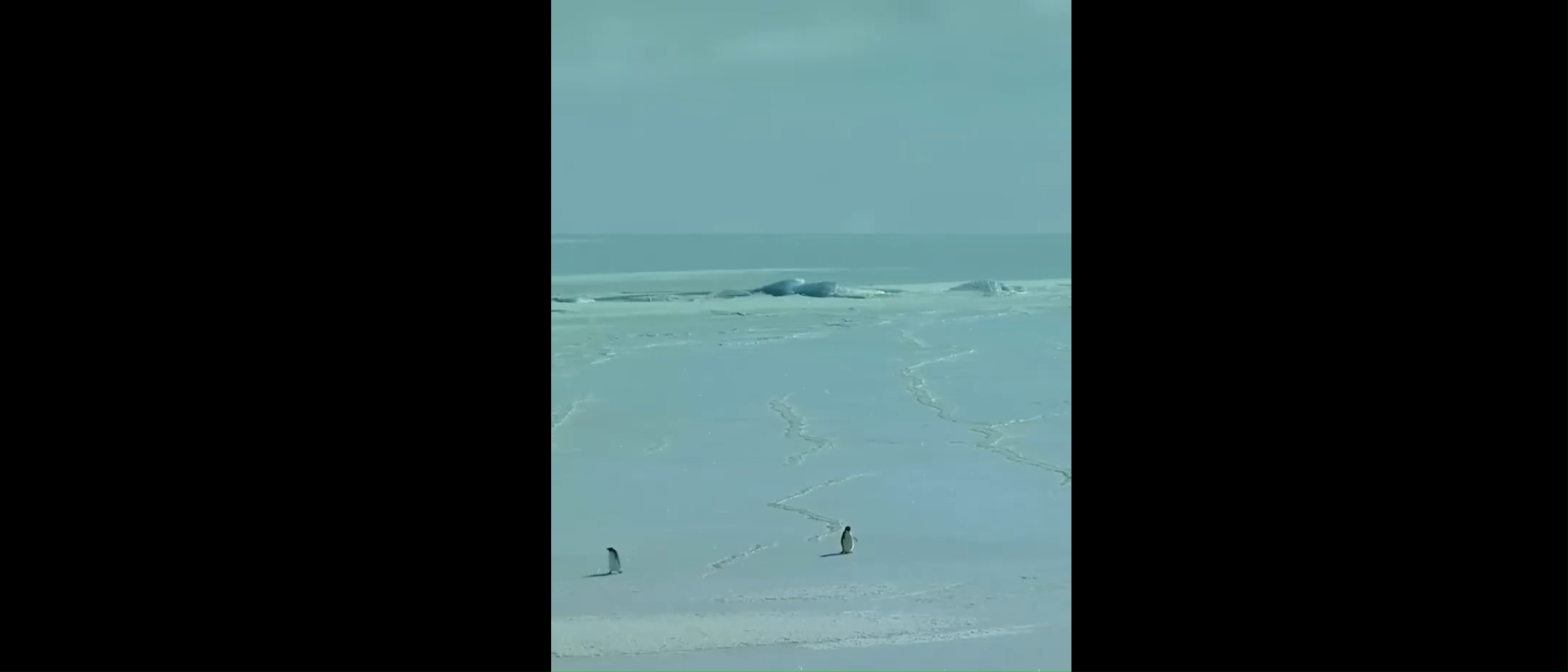 Penguin Memes Video Download