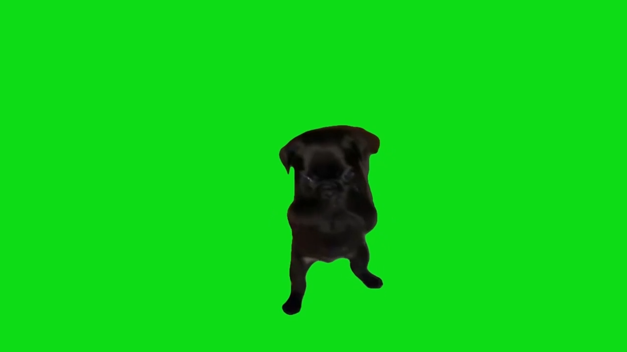 Dog Scuba Dance Green Screen Meme Download