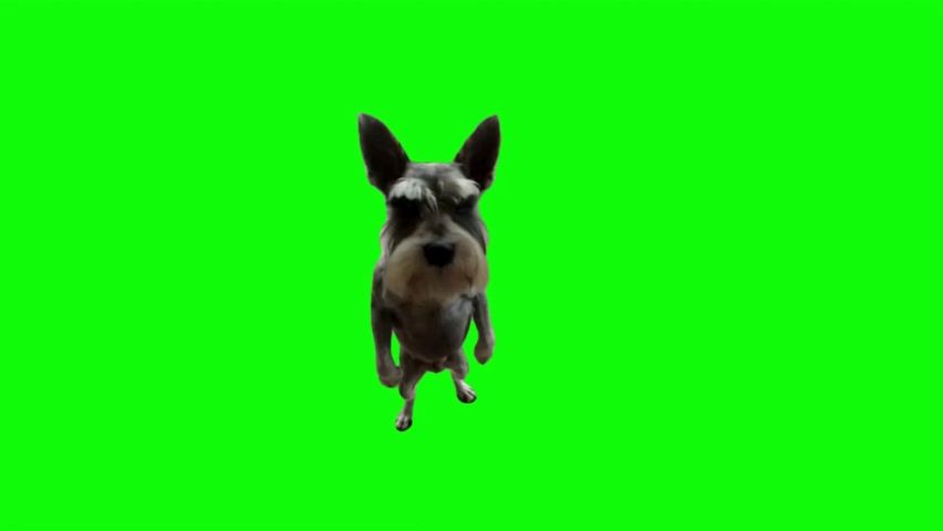 Dog Playing Guitar Green Screen Meme Download