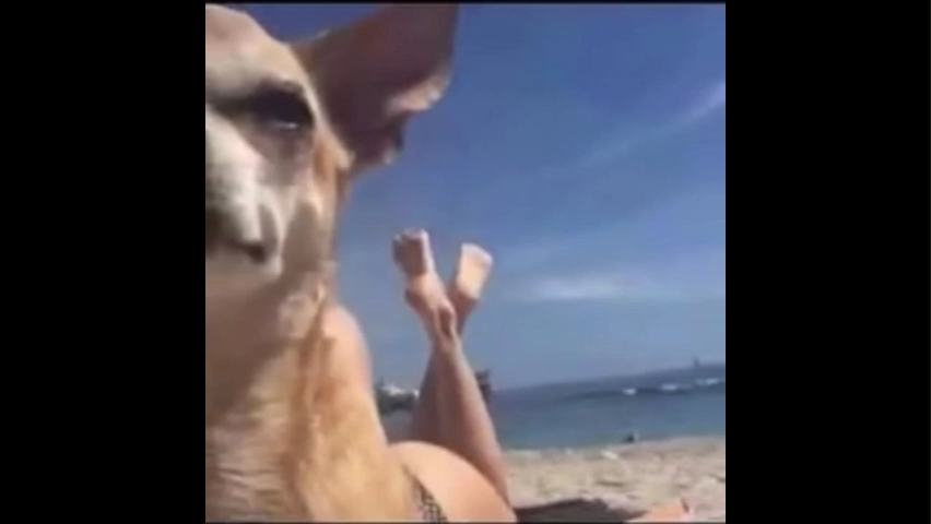 Viral Youtube Funny Meme Video Download