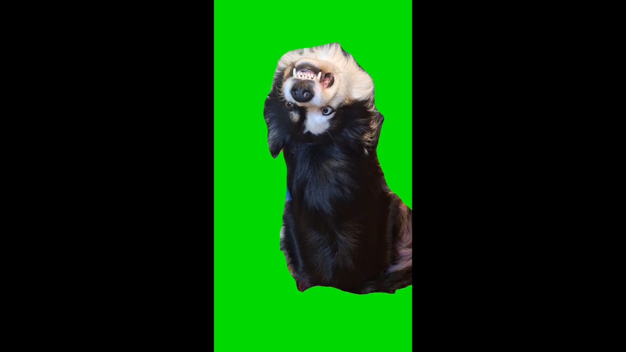 Talking Dog Meme Download