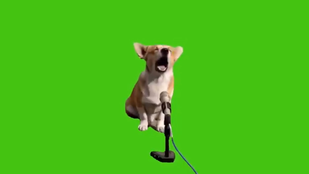 Dog Sing At Microphone Green Screen Meme Download