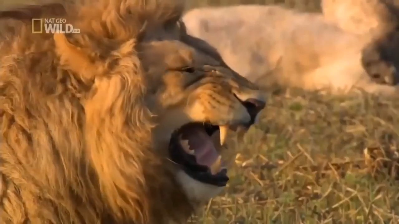 Lion Laughing Meme Download