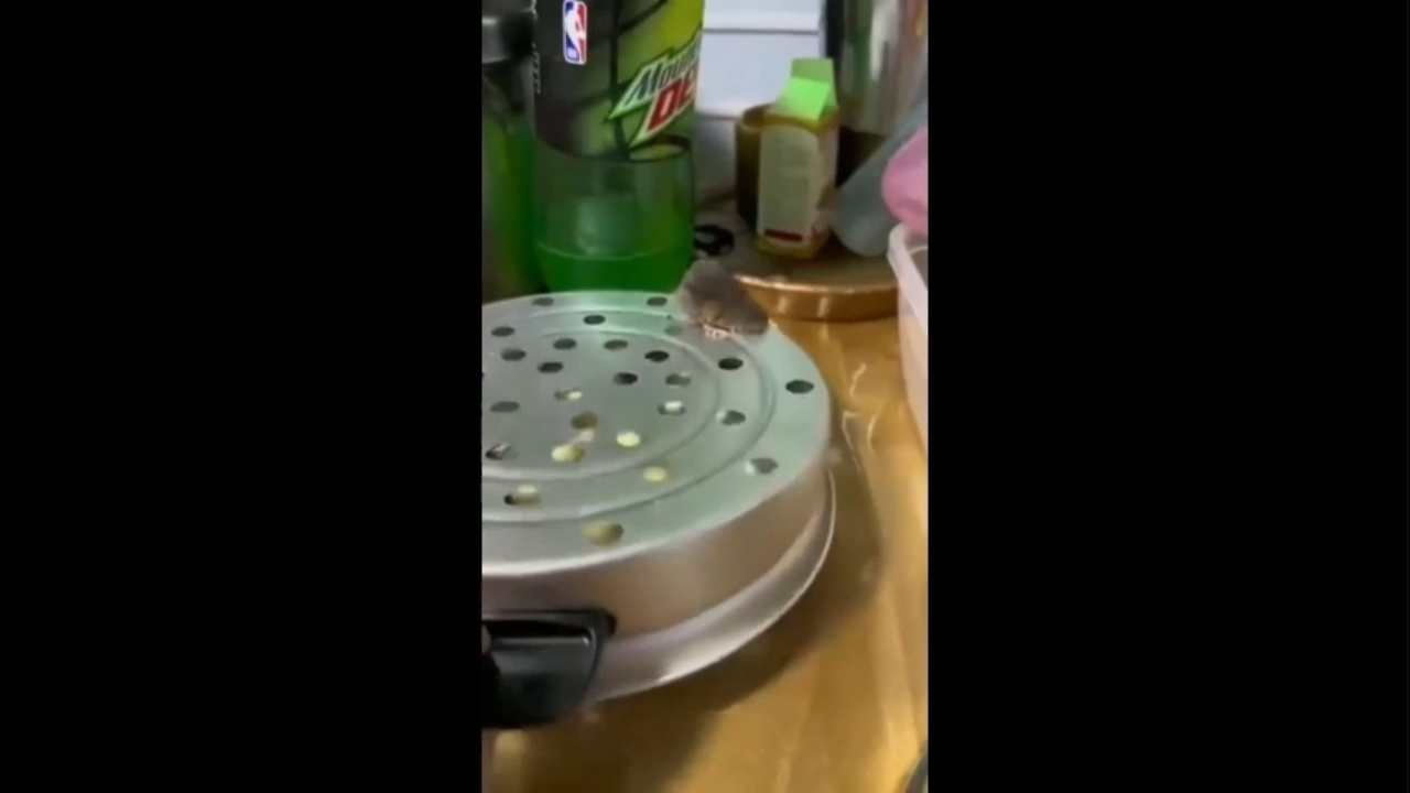 Pakda Gaya Funny Meme Download