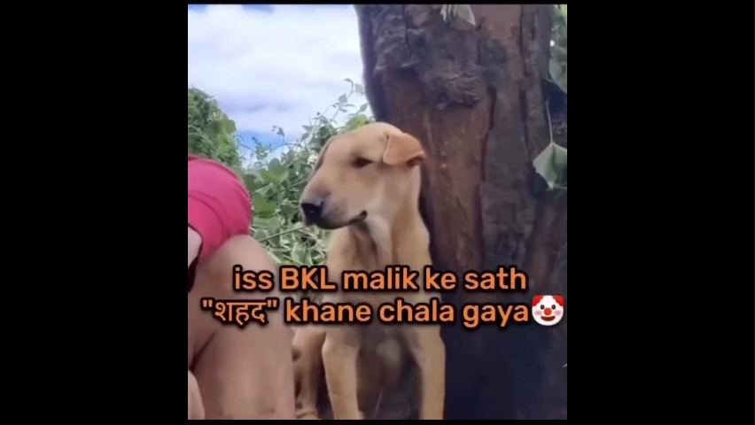 Dogesh Funny Memes Download