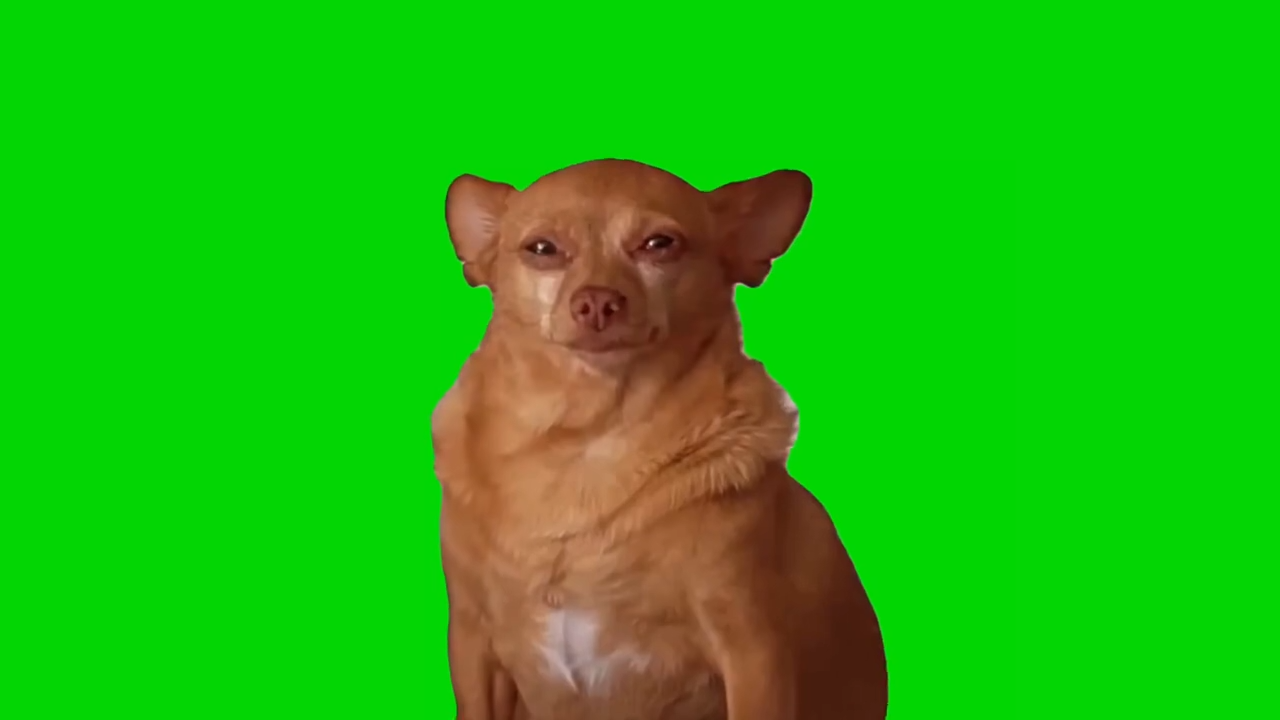 Little Dog Crying Green Screen Memes Download
