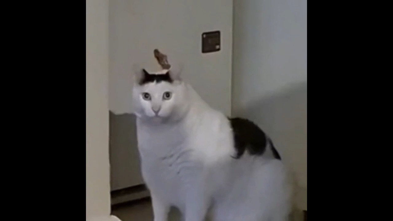 Huh Cat Meme Download