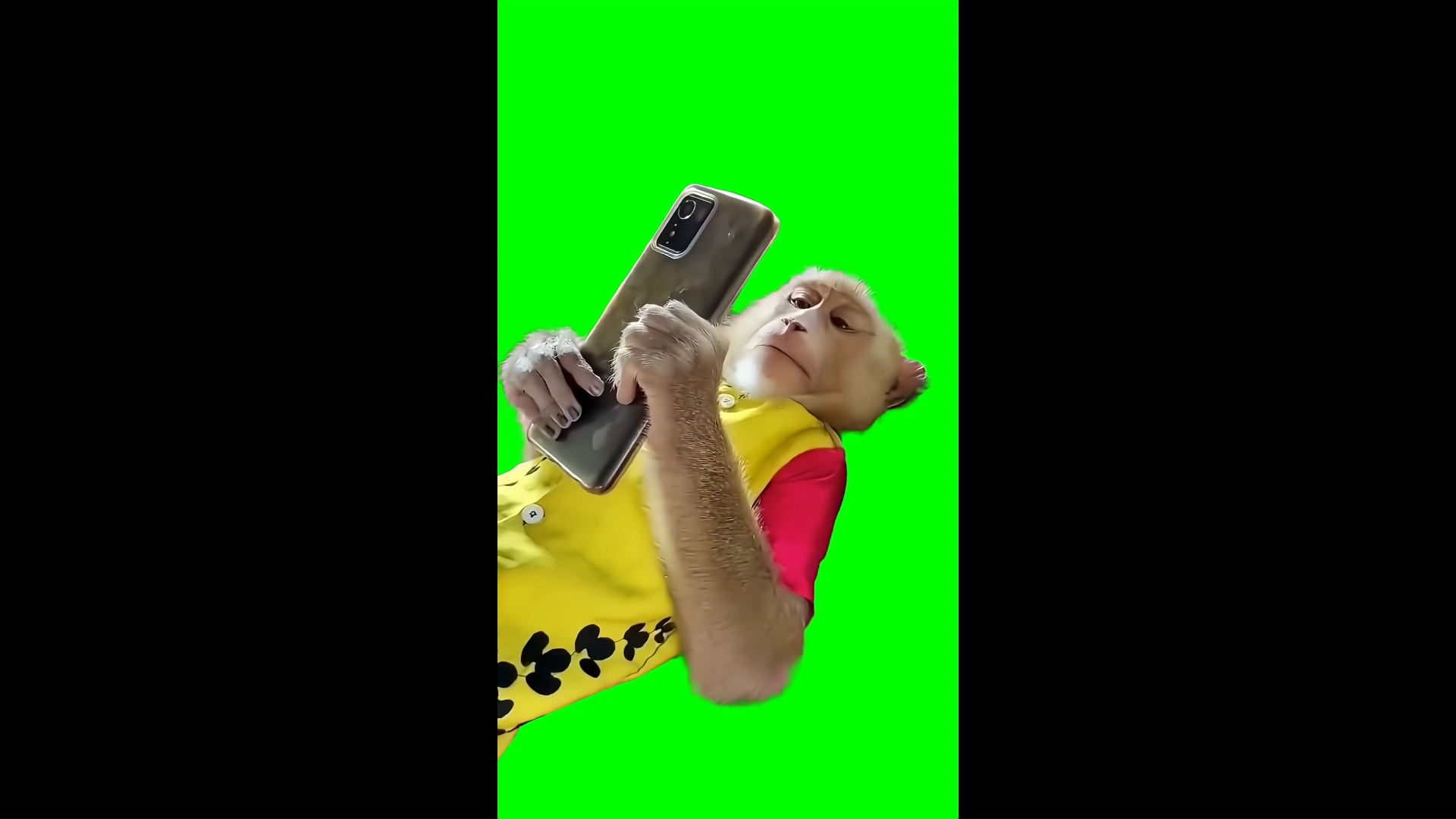 Monkey Using Phone in Bed meme - Green Screen Memes Download