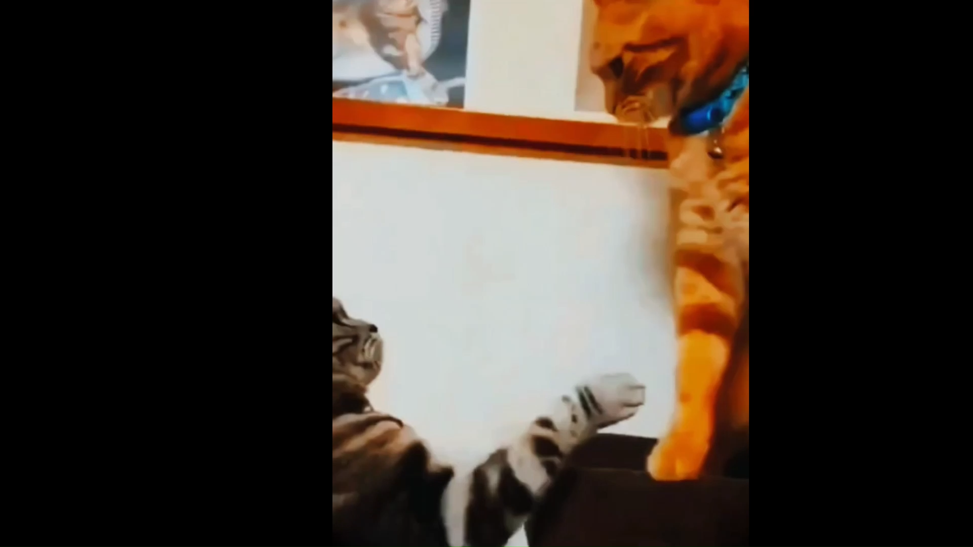 Funny Memes Download For YT Video