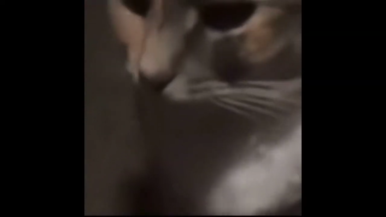 Feline Nyt Meme Template Download