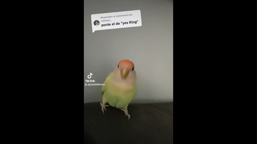 Yes King Memes Video Download