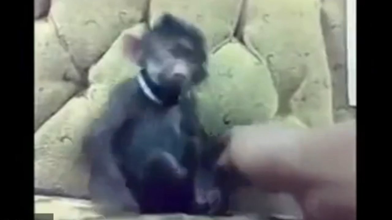 Monkey Laughing Meme Video Download