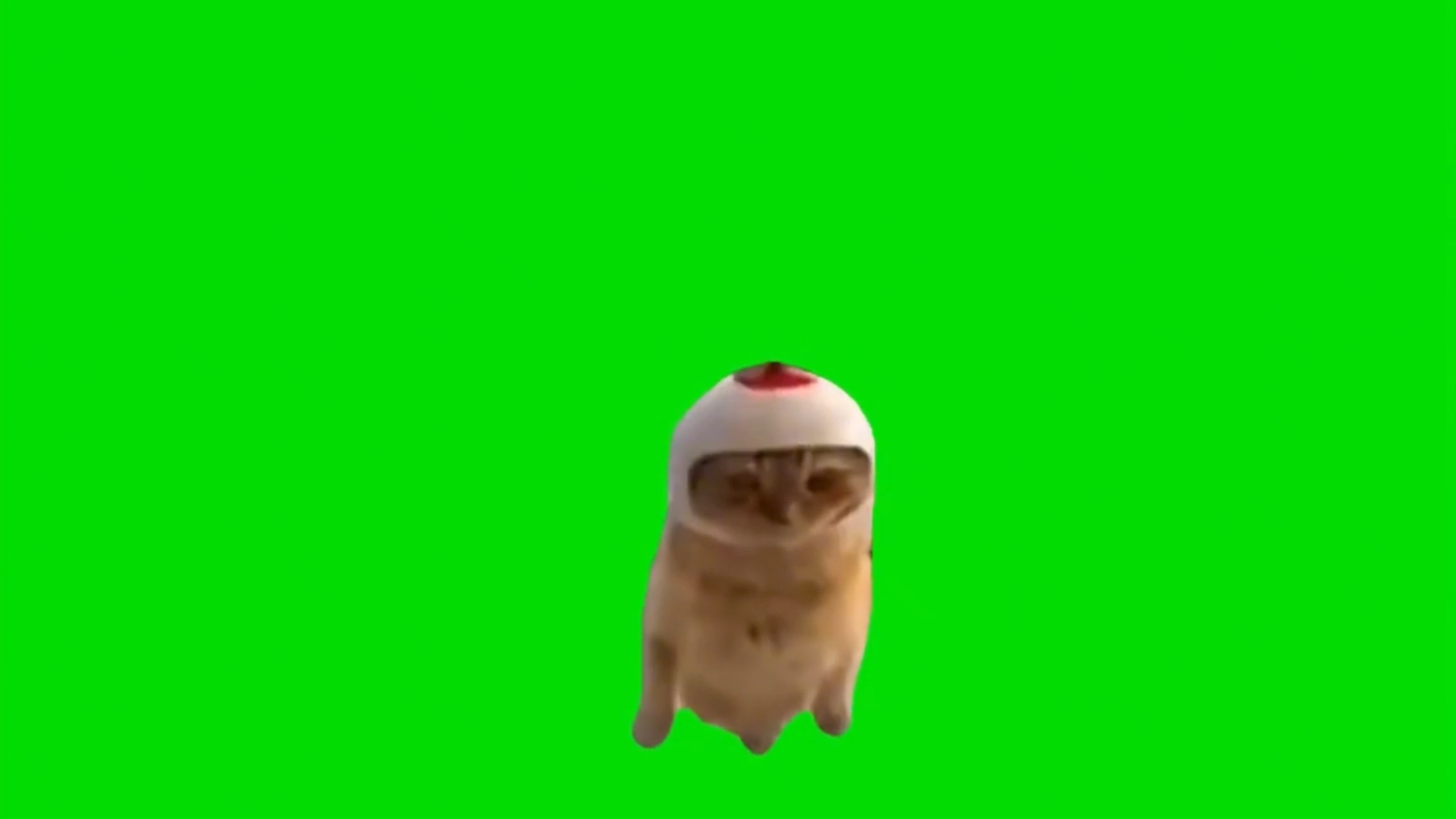 Cat Helicopter Green Screen Memes Download