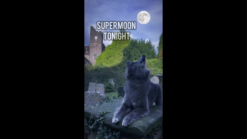 Beaver Moon Memes Download