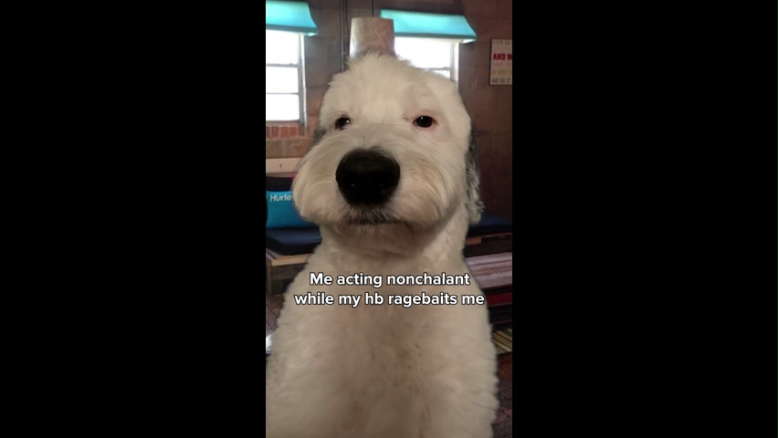 Brian Griffin in Real Life Green Screen Memes Download