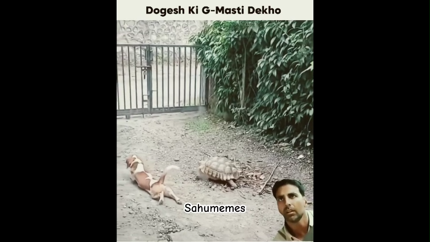 Funny Dog Memes Download