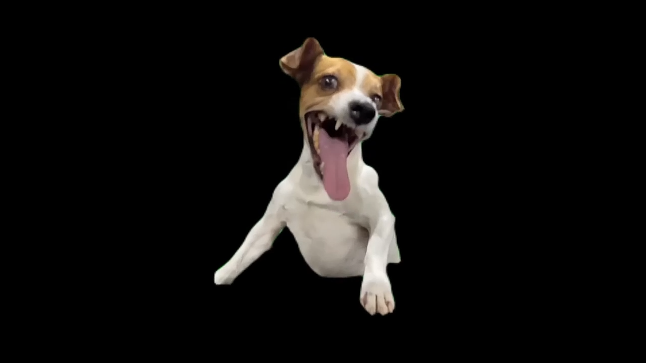 Crazy Dog Laughing Memes Download