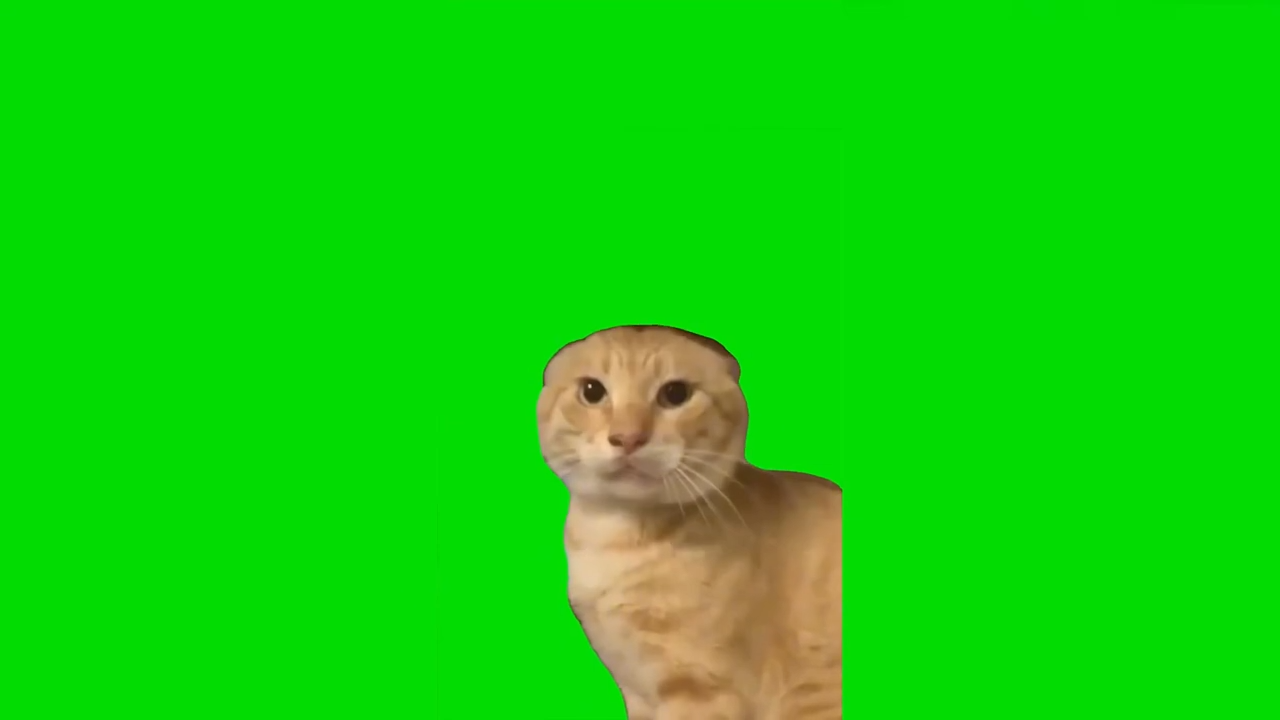 Cat Doing Kung Fu Green Screen Memes Download