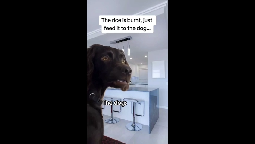 When Your Dog Overhears Your Conversation Meme Download