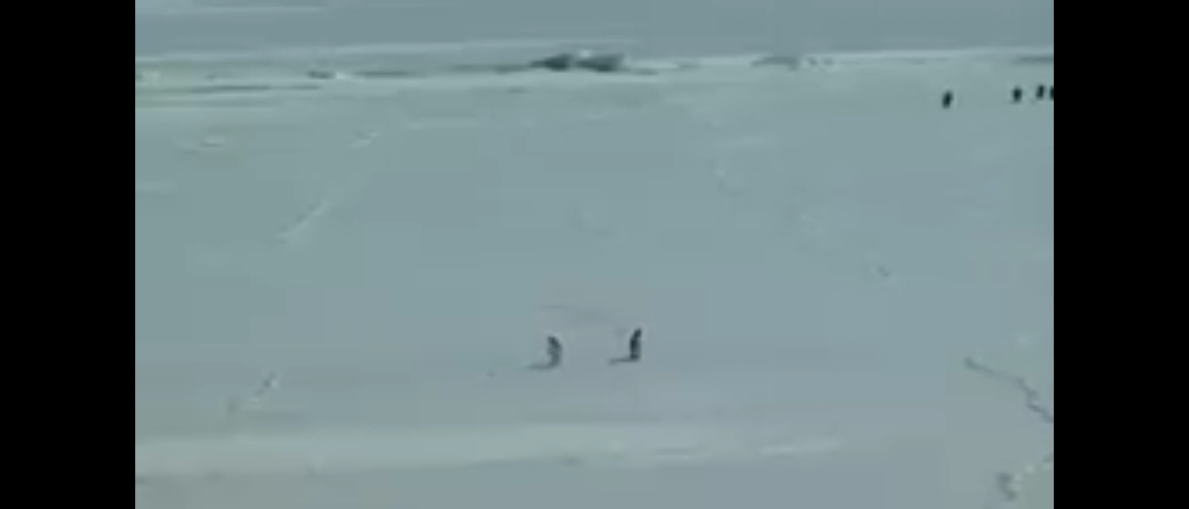 Viral Deranged Penguin Meme Video Download