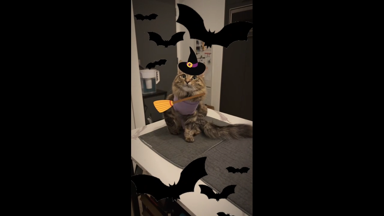 Halloween Funny Memes Download