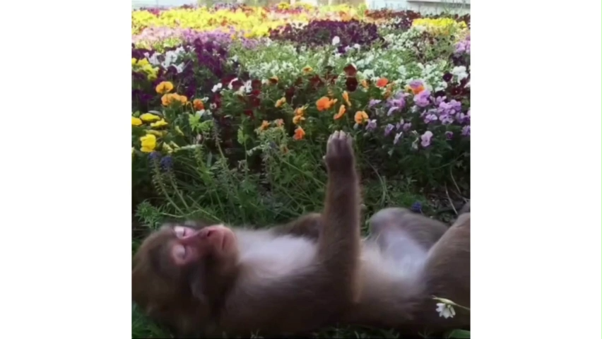 All Monkey Meme Template Download