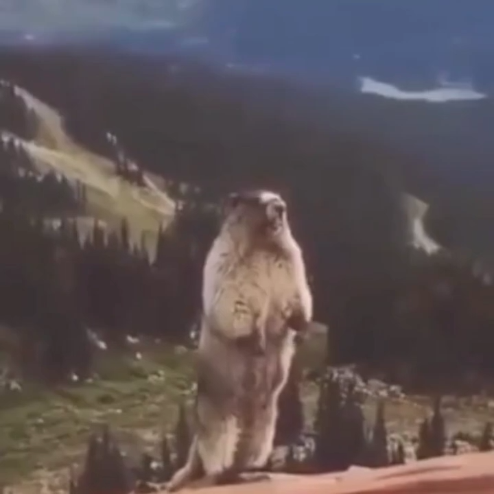 Funny Instagram Meme Video Download
