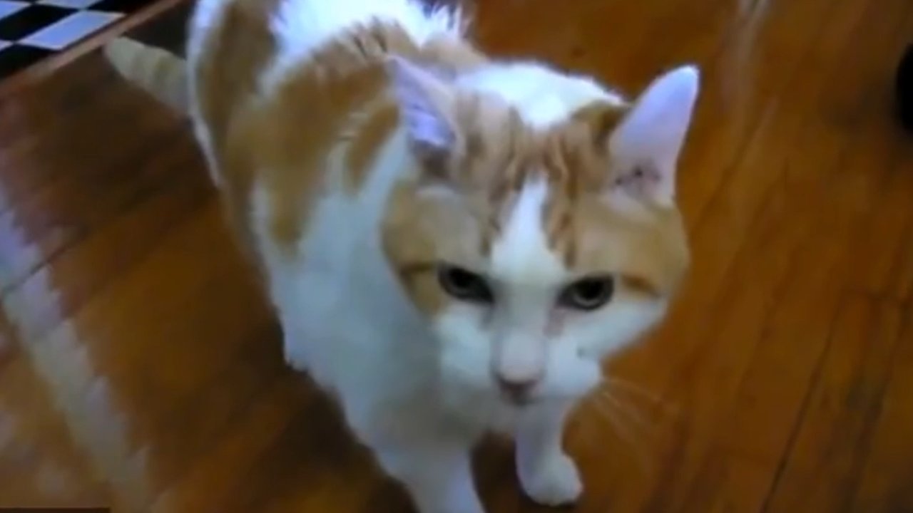 Cat Hello Meme Download