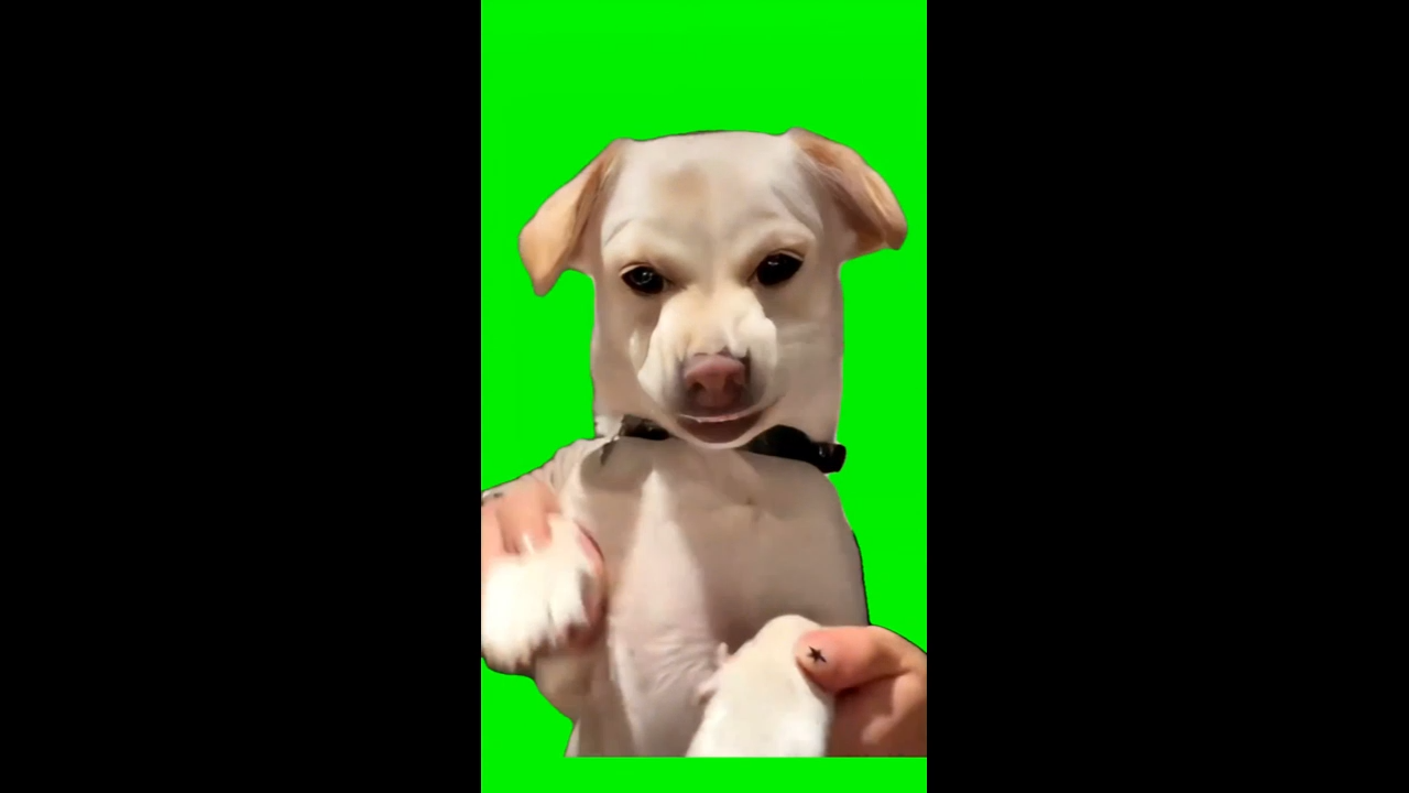 Dog Dancing To Gentlemen Green Screen Meme Template Download