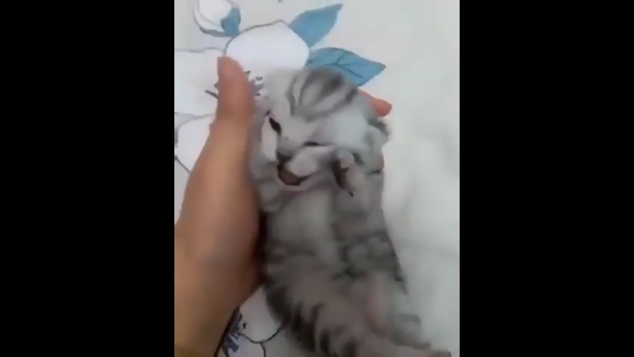 Cat Crying Meme Video Download