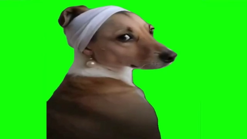Dog Looking Back Green Screen Memes Download