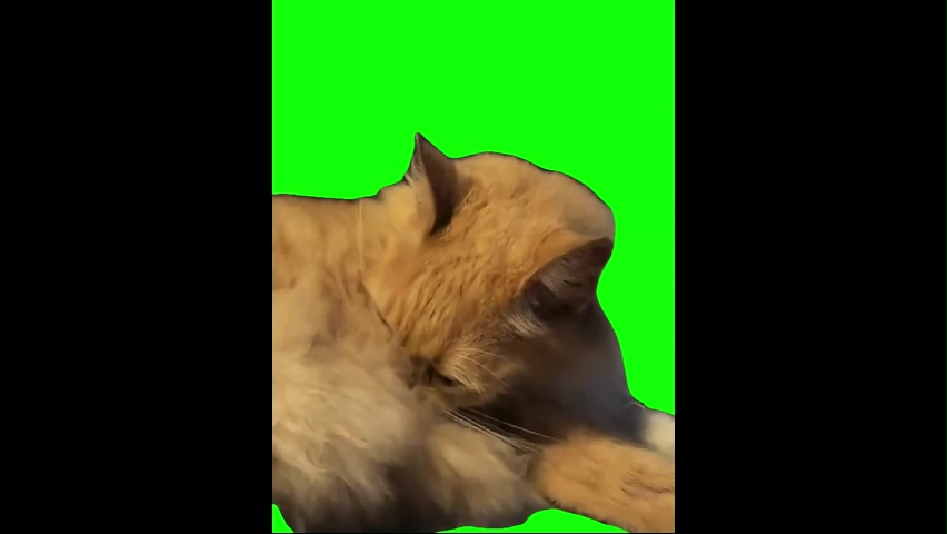 Screaming Cat Aaaaahhhh Green Screen Memes Download