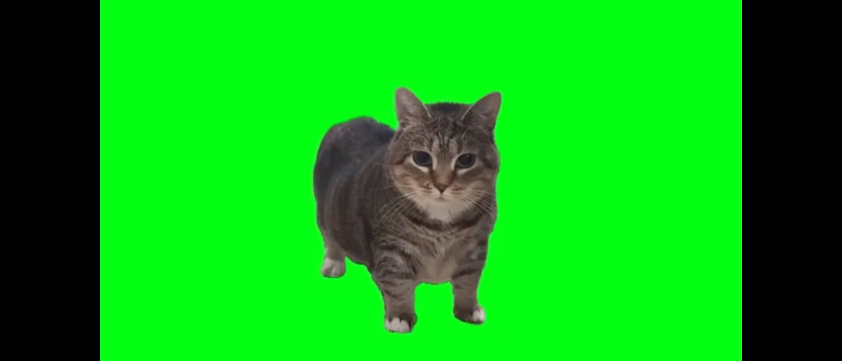 Oiia Oiia Cat Meme Video Download