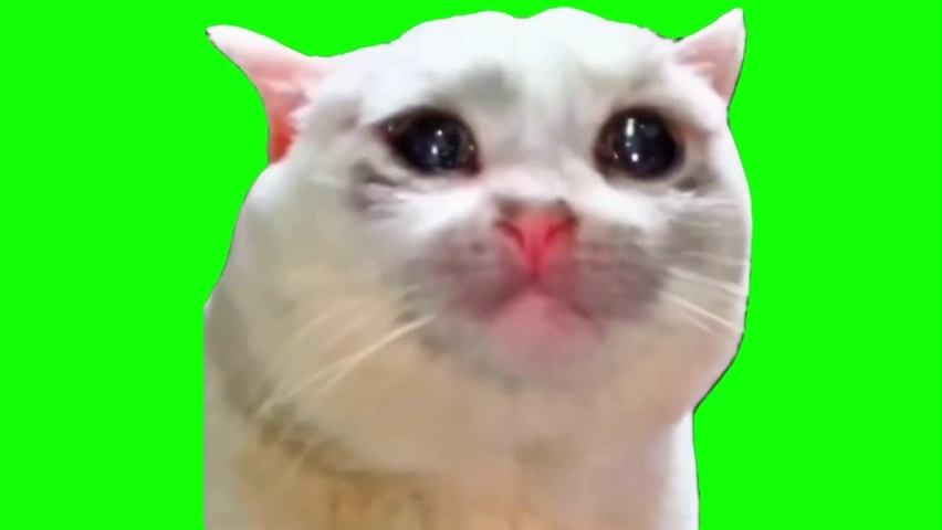 Sad Cat Crying Green Screen Memes Download